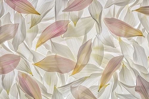 Dahlia Petals Art Print by Jaynes Gallery